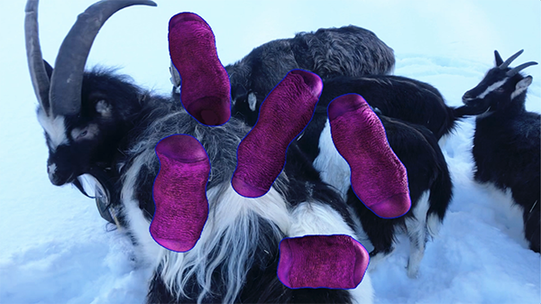 Pink microbes are floating on top of the goats in a wintery landscape.