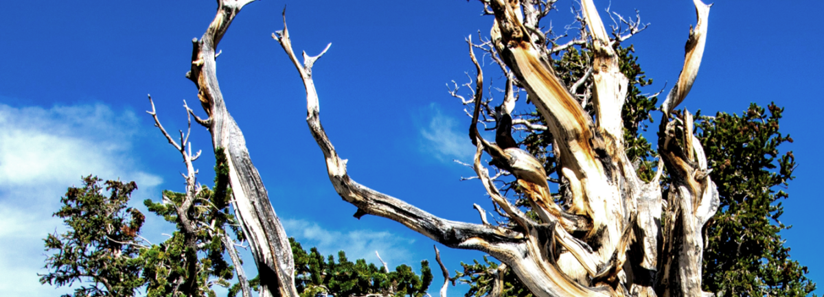 Branches of a dead tree against blue sky; trees with green benches behind them.