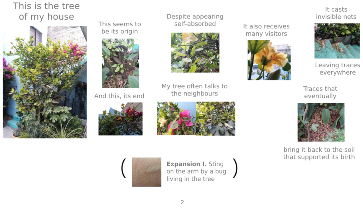 Various images of trees and branches with labels