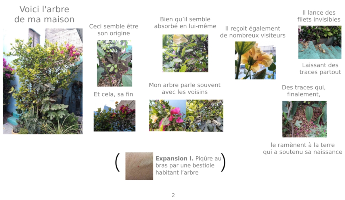 Various images of trees and branches with labels