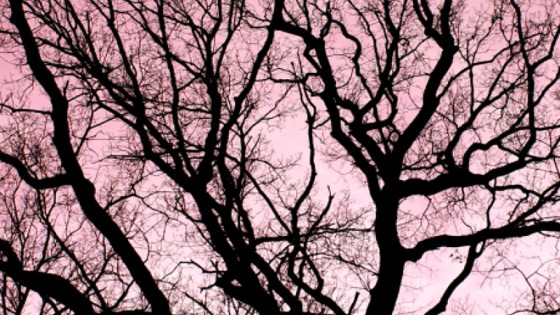 Image of bare tree against a pink sky