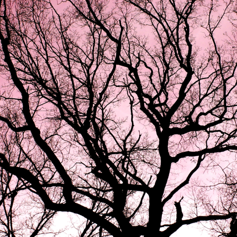 Image of bare tree against a pink sky