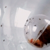Laura Beloff, The Fruit Fly Farm, 2005-2006. Laura Beloff, The Fruit Fly Farm, 2005-2006.